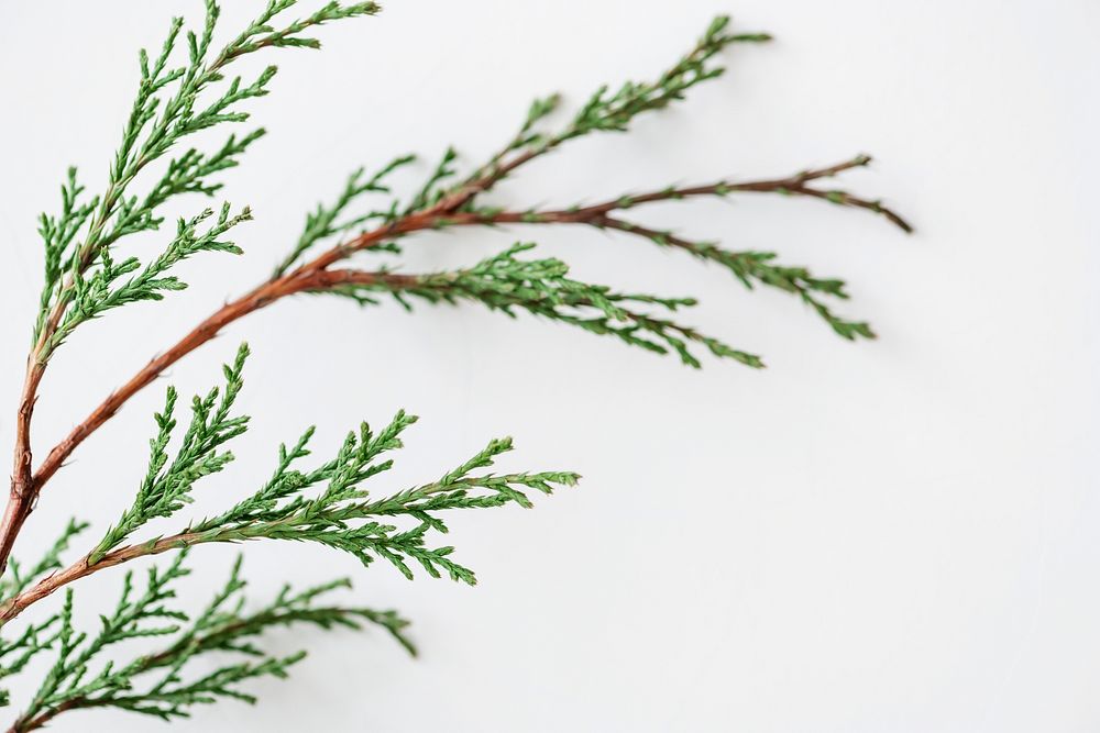 Evergreen spruce twig on a white background