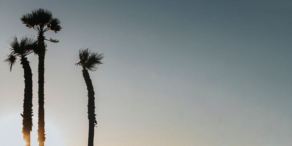 Palm trees in the evening sky