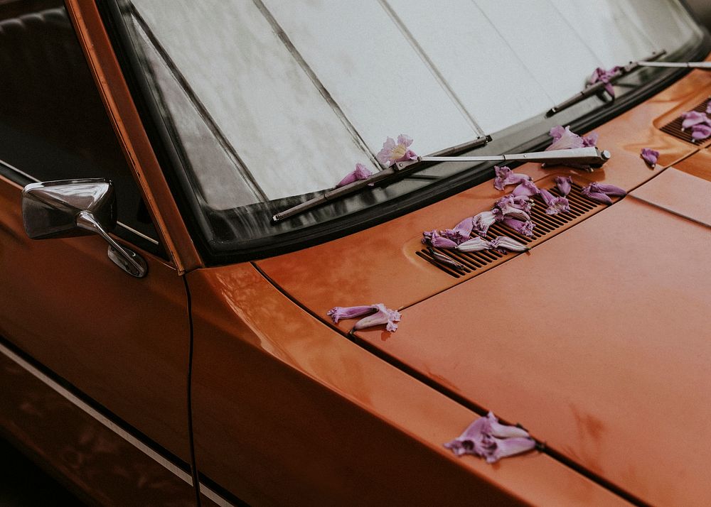 Fallen pink blossoms on the hood of a vintage car