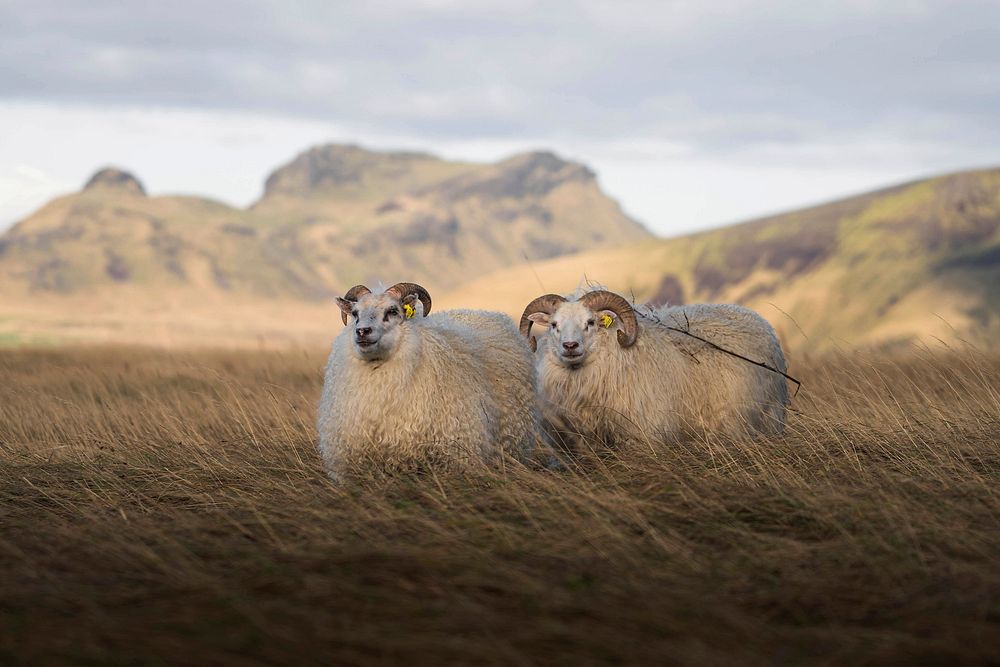 Northern European short-tailed sheeps in Iceland