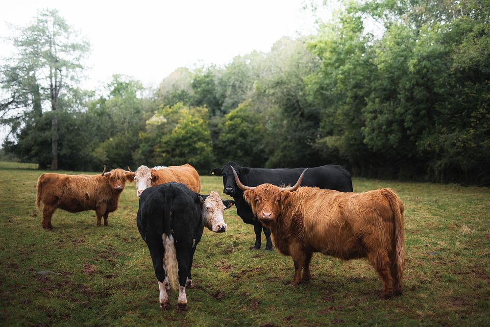 Herd of cows in Wales