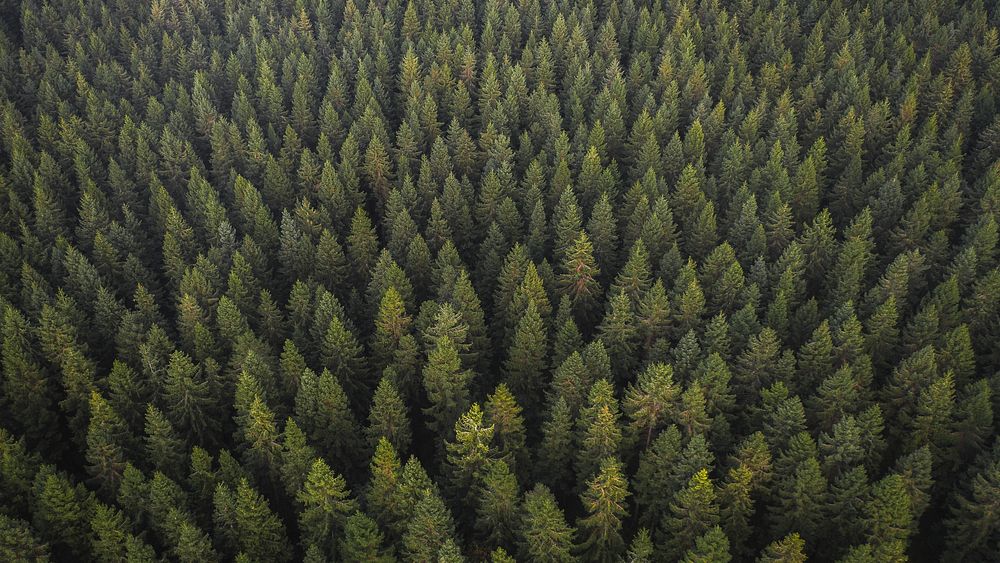 Nature desktop wallpaper, pine forest background
