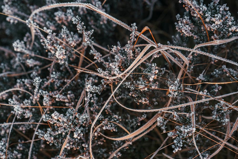 Grass covered with frost at Glen Coe in Scotland