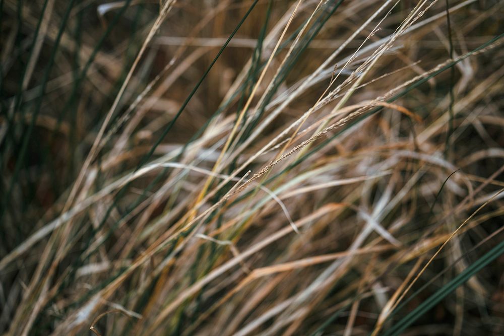 A dry grass in autumn