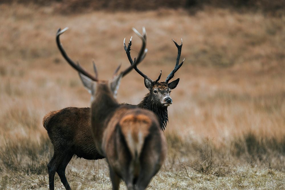 Deer grazing in a field in Scotland