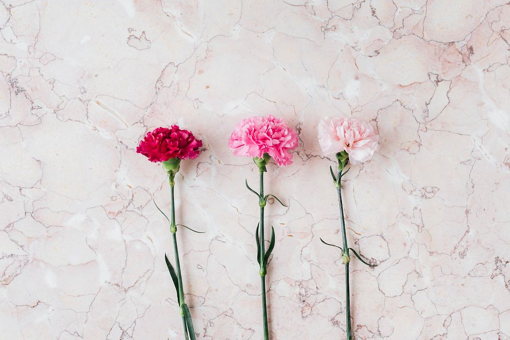 Blooming pink carnation flower on a marble background