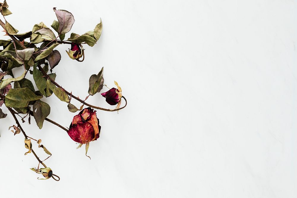 Dried red rose on a white background
