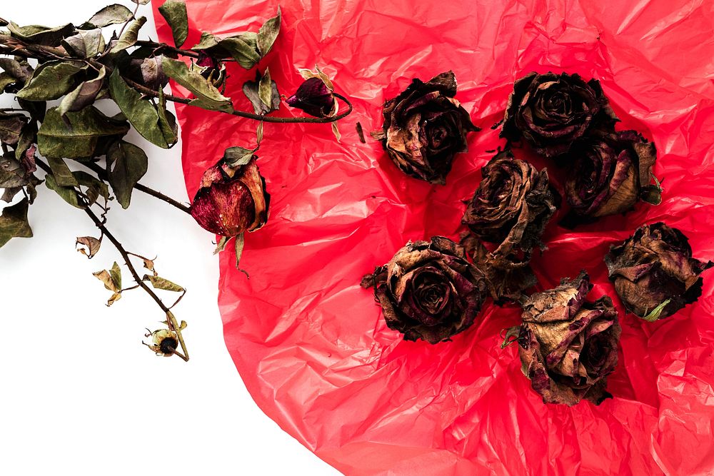 Dried red roses on a red plastic paper