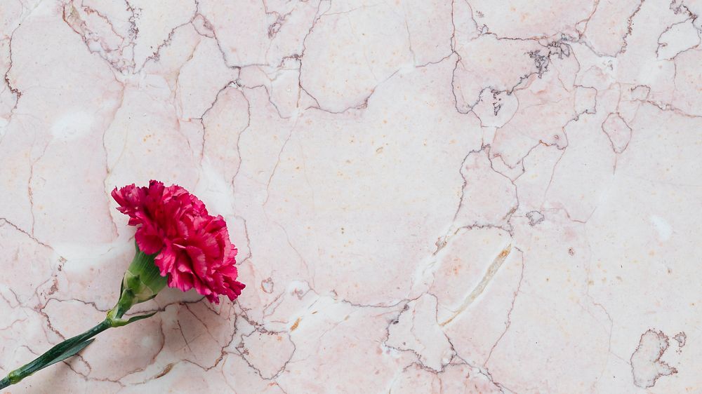 Blooming pink carnation flower on a marble background