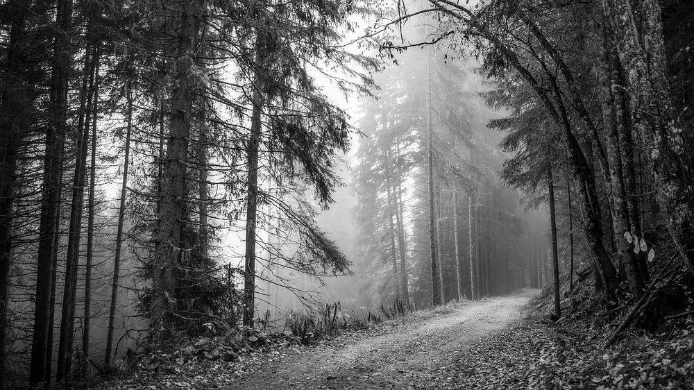 Pathway in a foggy woods bw