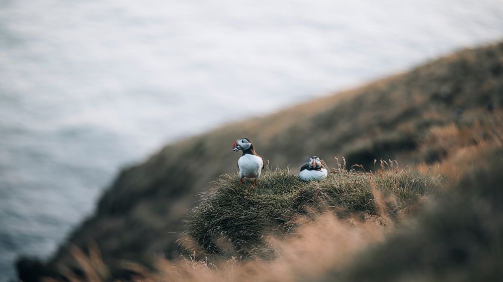 Animal desktop wallpaper background, puffins with fish in their beaks