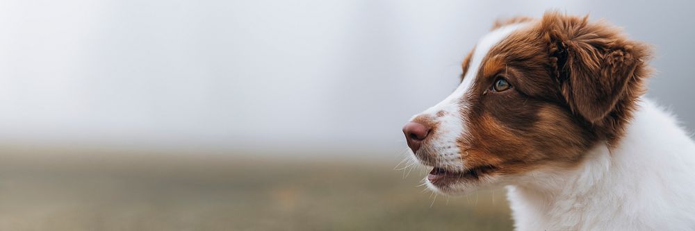 Dog at a misty field wallpaper