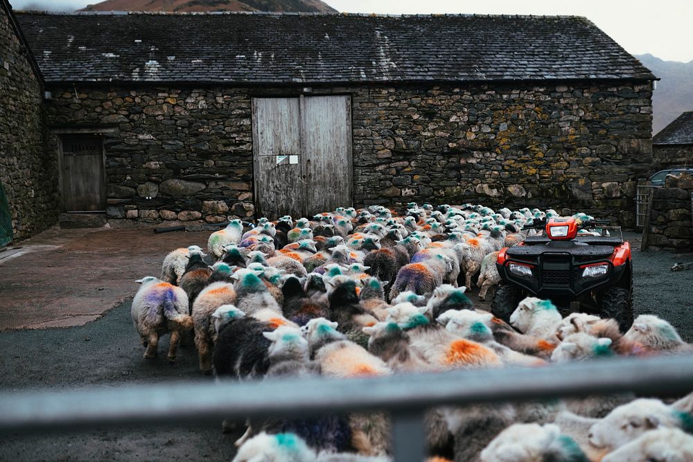 Herd of sheep and an atv at a farm