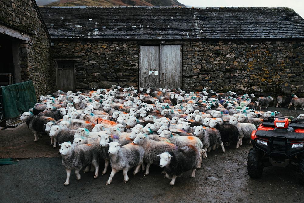 Herd of sheep and an atv at a farm