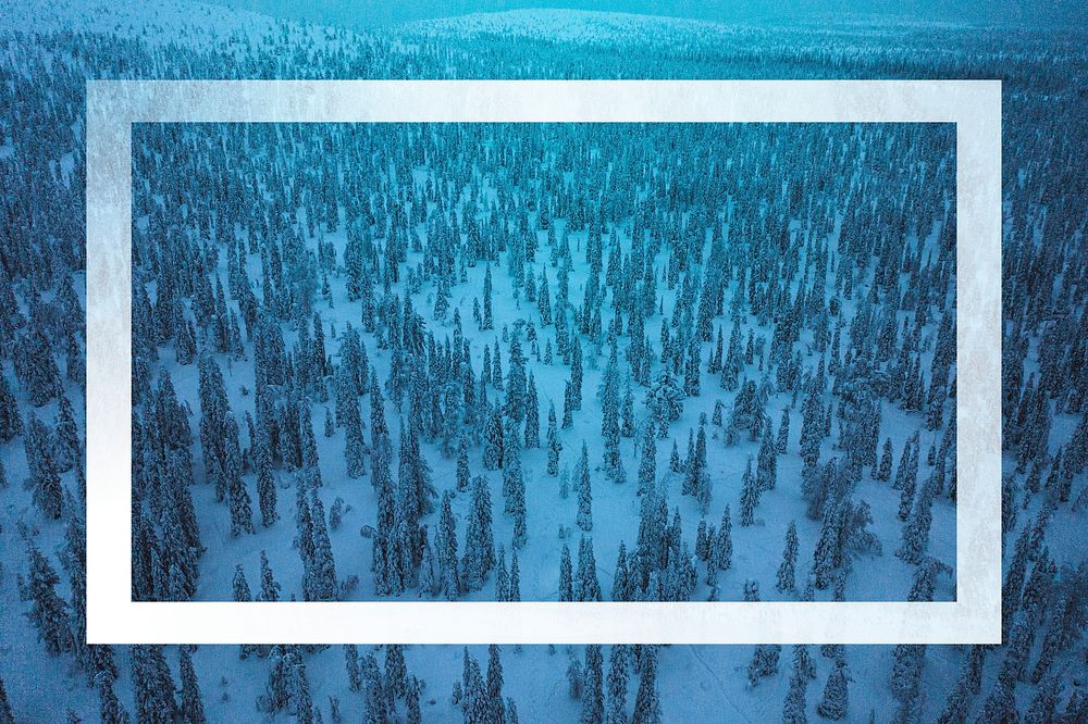 Spruce trees covered by snow at Riisitunturi National Park, Finland