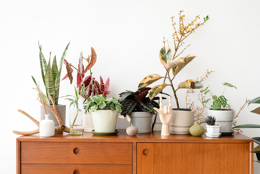 Houseplants on a wooden cabinet