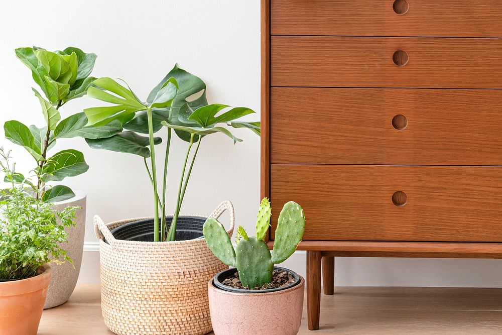 Houseplants by a wooden cabinet