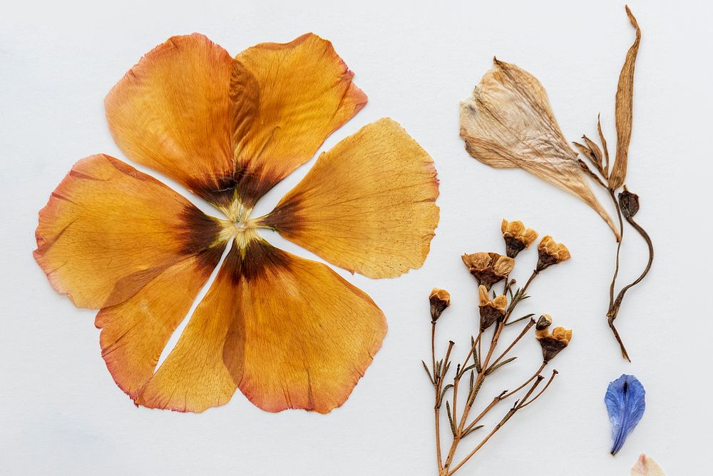 Dried flowers collection on a white background