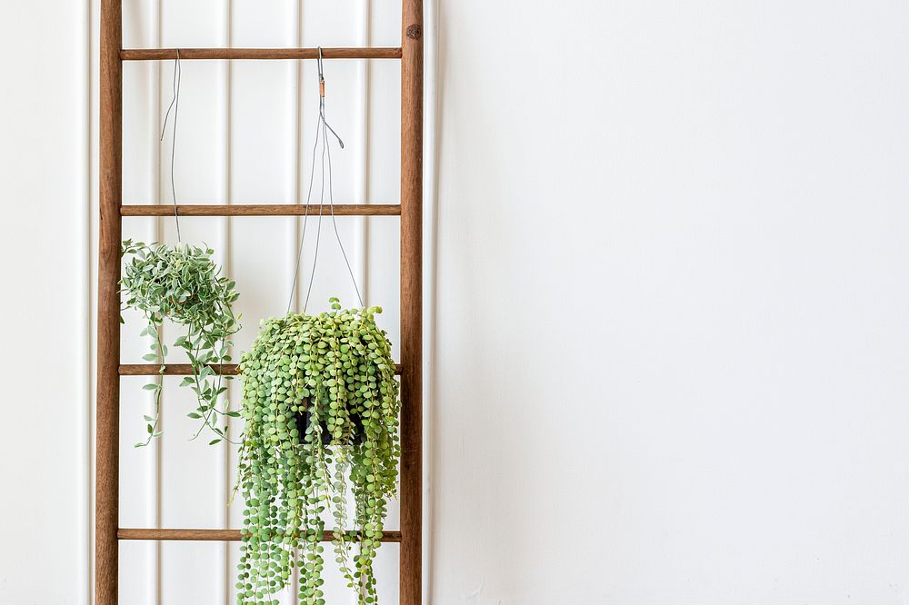Dischidia oiantha white diamond plants hanging on a wooden ladder