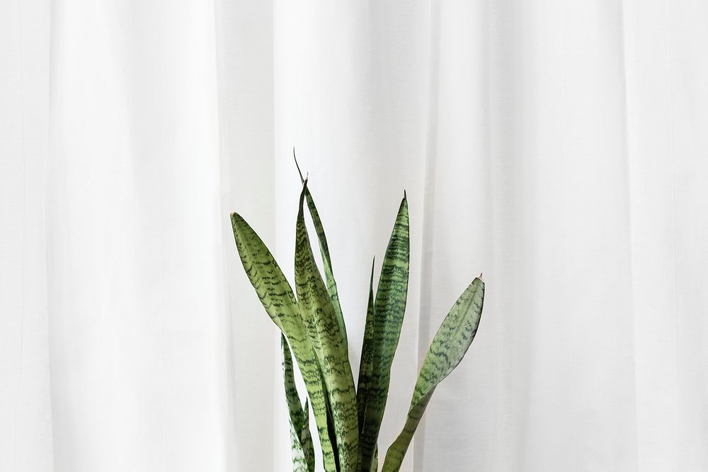 Fresh snake plant in front of a plain white curtain
