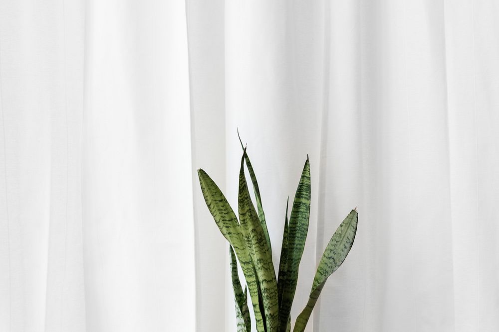 Fresh snake plant in front of a plain white curtain