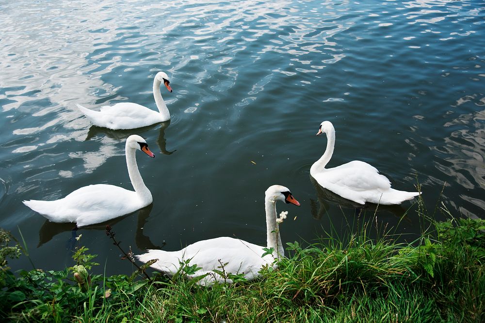 Swans in the lake