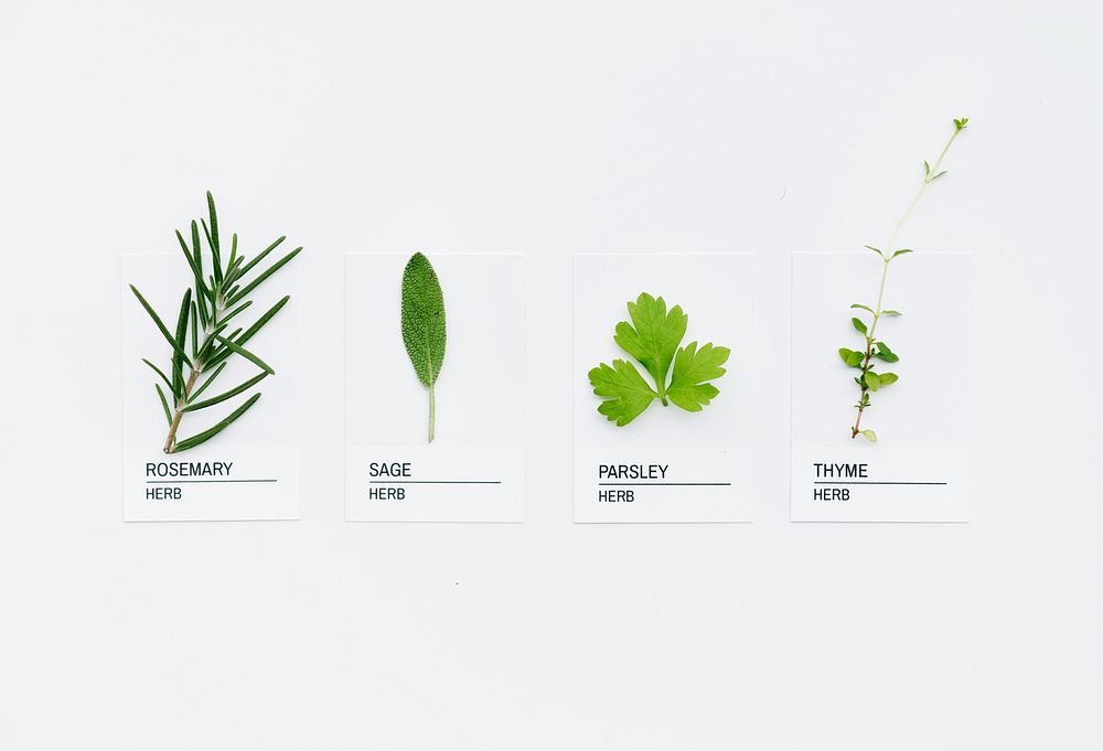 Different kinds of herbs