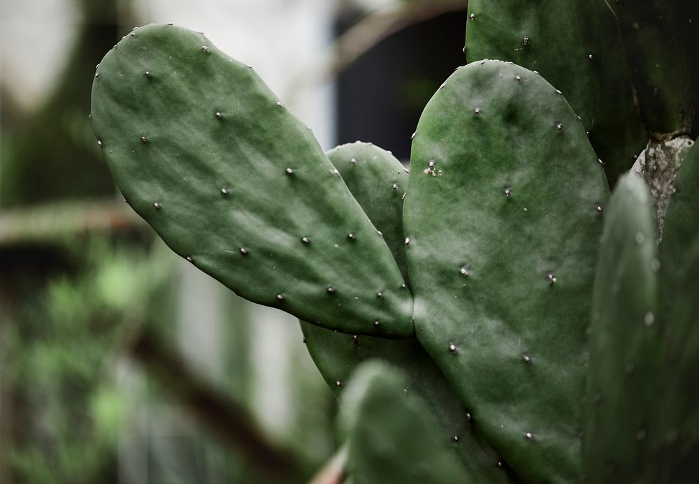 Close up image of a cactus
