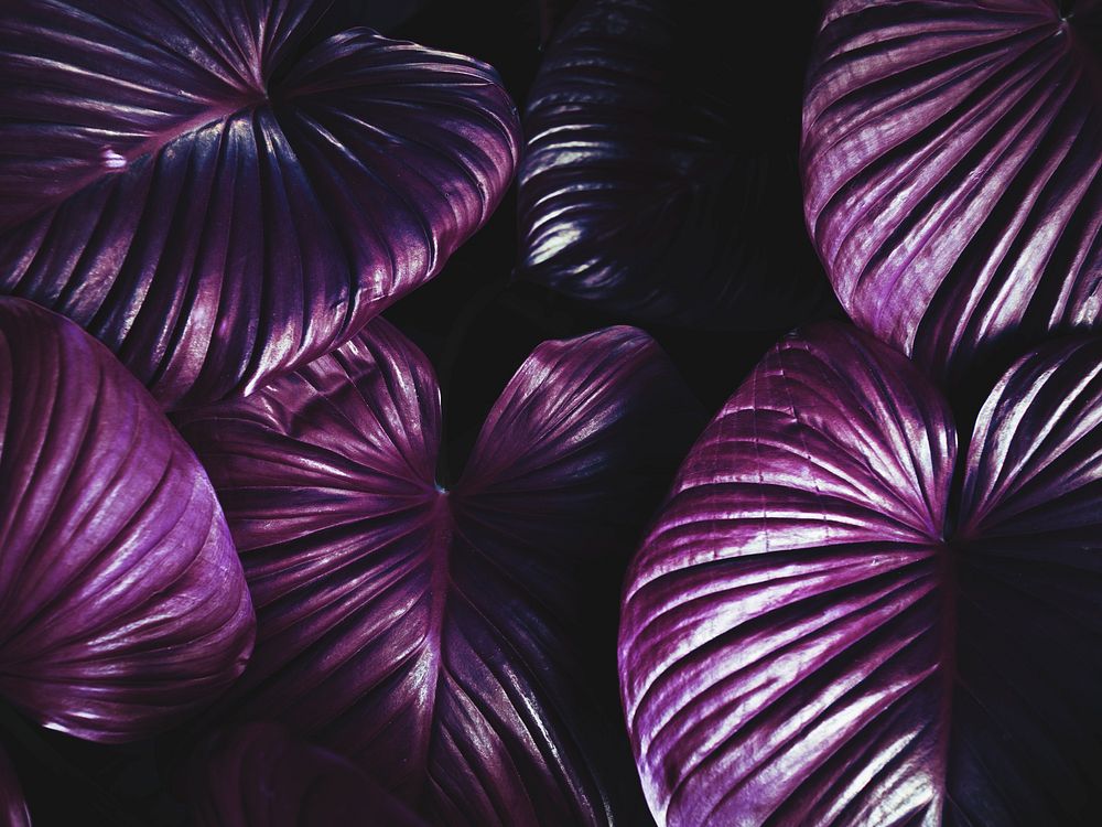 Purple plant textured background