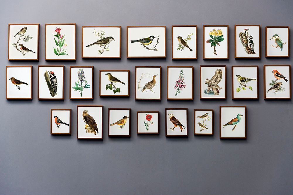 Vintage bird illustrations on a gray wall in a home