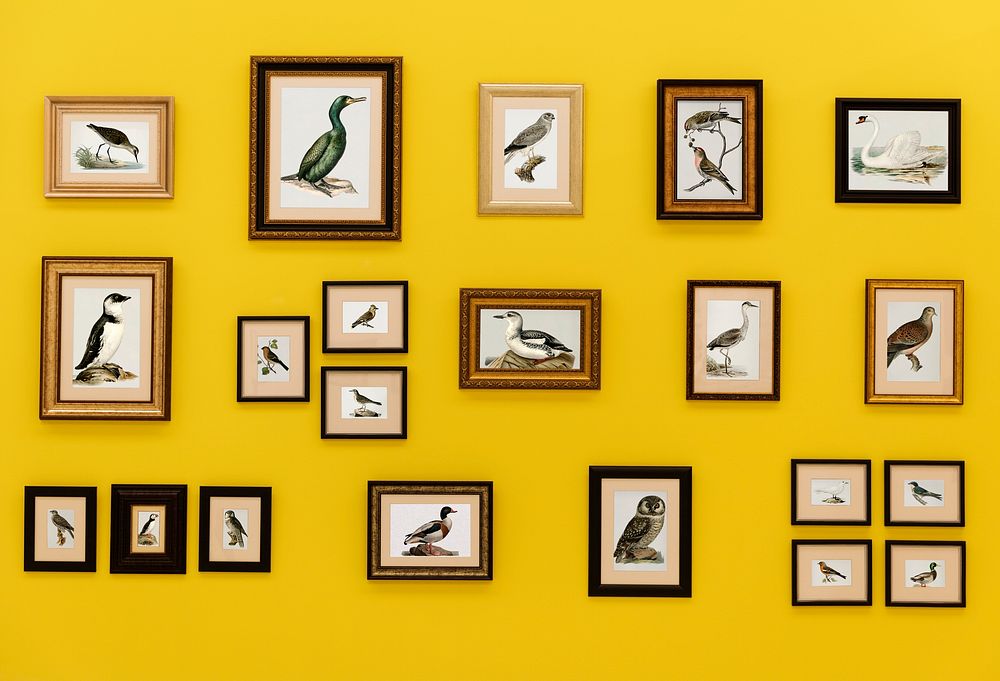 Pictures of birds in frames hanging on yellow wall
