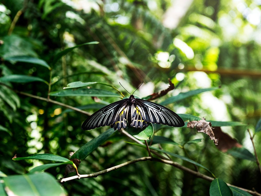 Closeup of a butterfly on a branch