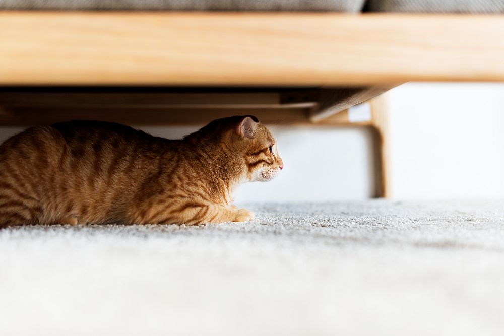 A cat hiding under the couch