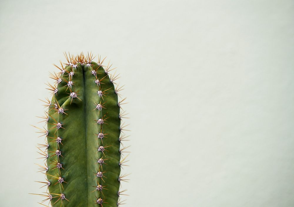 Closeup of cactus plant