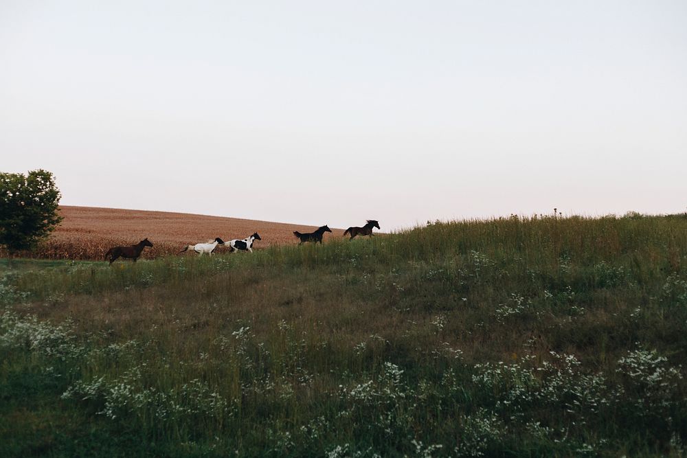 Horses running on a hill