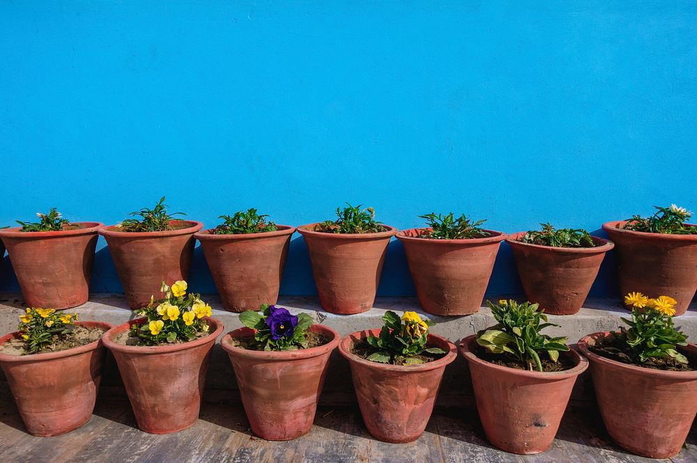 Flower pots with blue wall