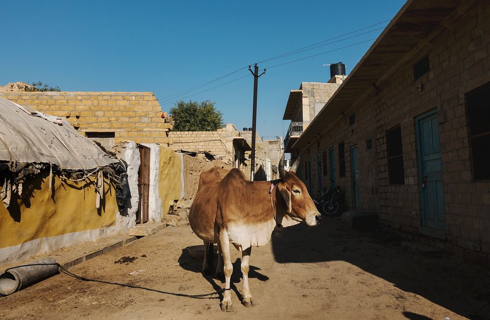 A holy cow in a street of India