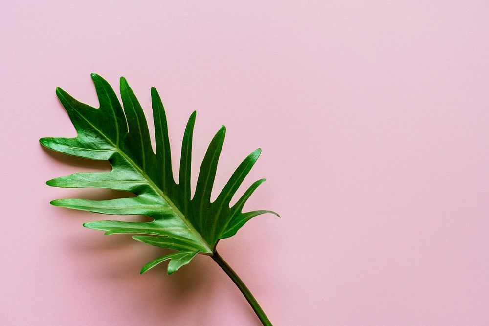 Tropical leaf on pink background