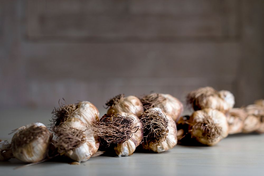 Dry garlic on the table
