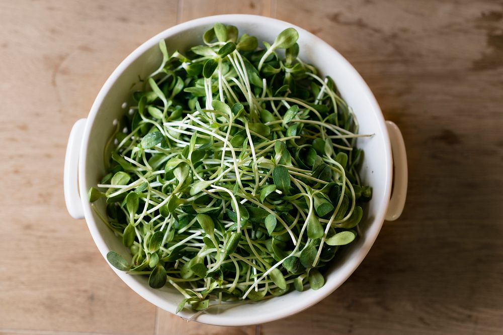Sunflower sprouts in a white bowl