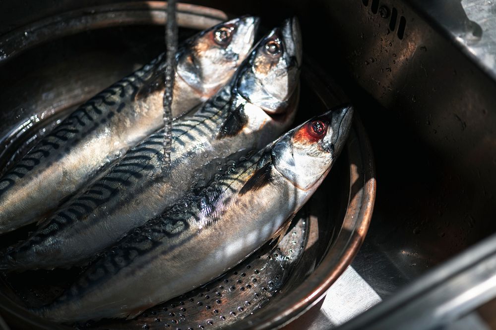 Closeup of fresh mackerels in a sink