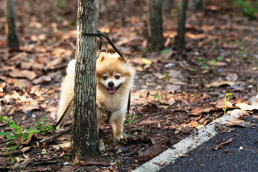 Pomeranian waiting for his owner