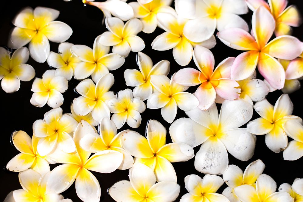 Plumeria Flower Images | Free Photos, PNG Stickers, Wallpapers & Backgrounds  - rawpixel