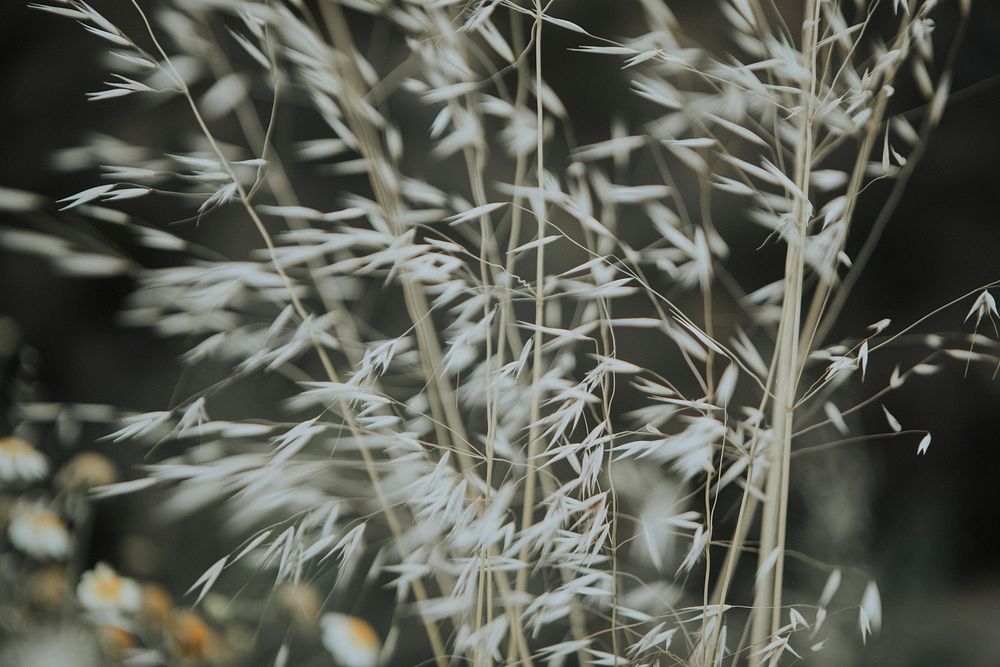 Dried grass blowing in the wind