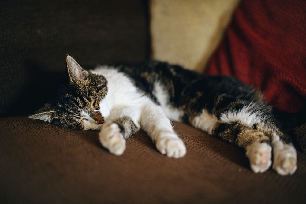 Cat sleeping on a brown couch