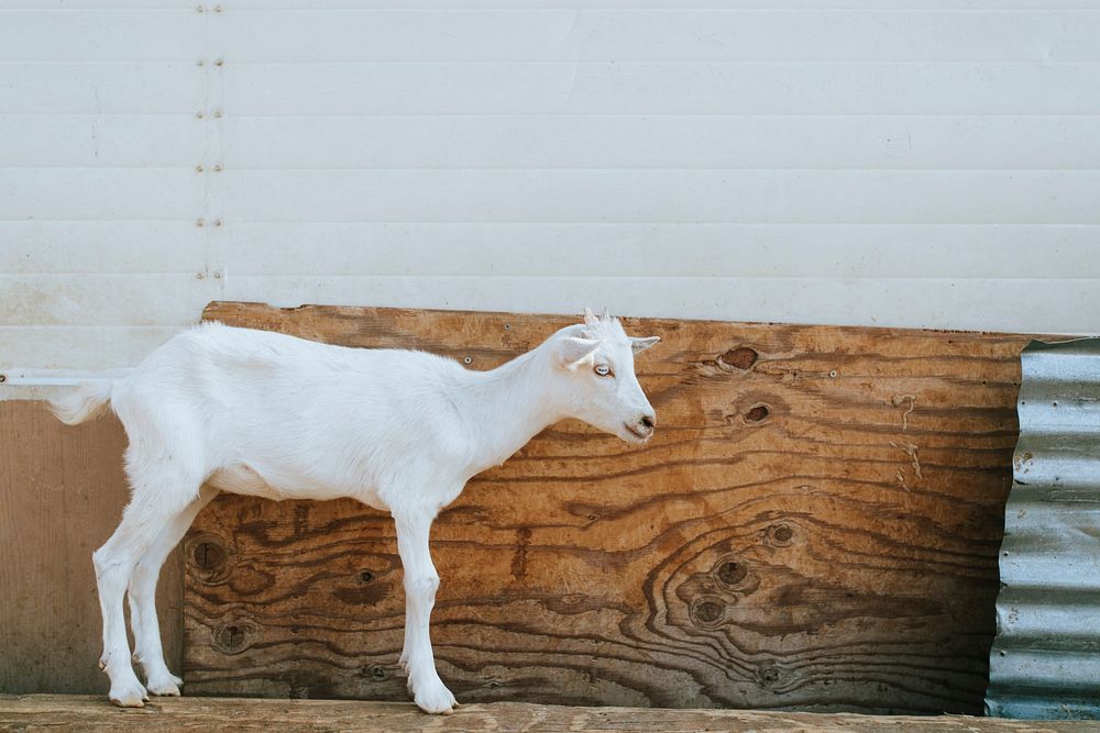 Rescued goat, The Sanctuary at Soledad, Free Photo rawpixel