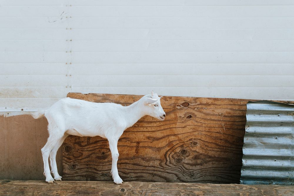 Rescued goat, The Sanctuary at Soledad, Free Photo rawpixel