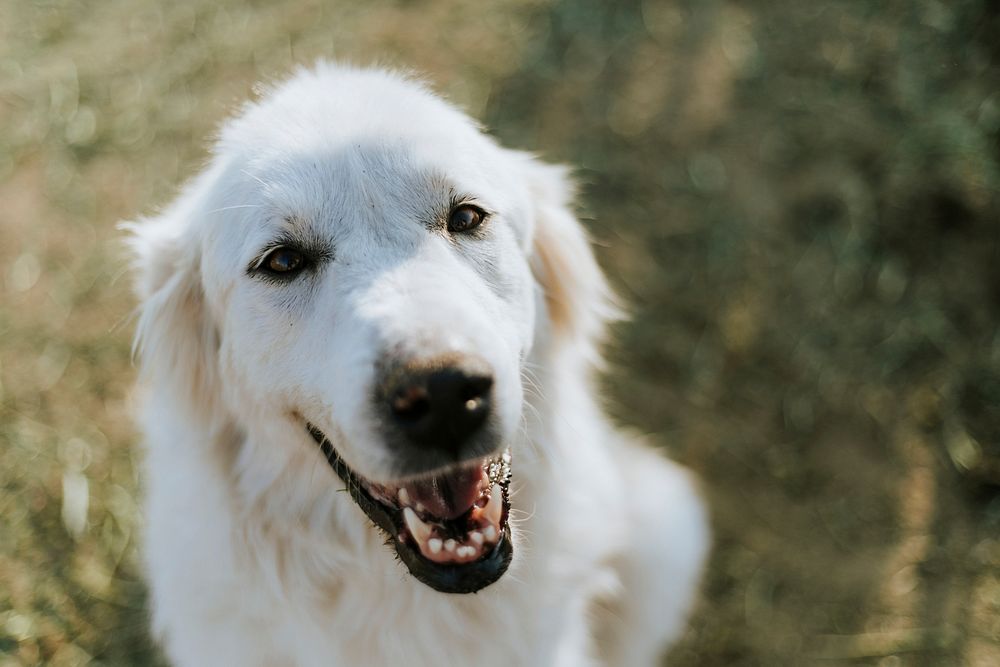 Portrait of a dog with a big smile on his face