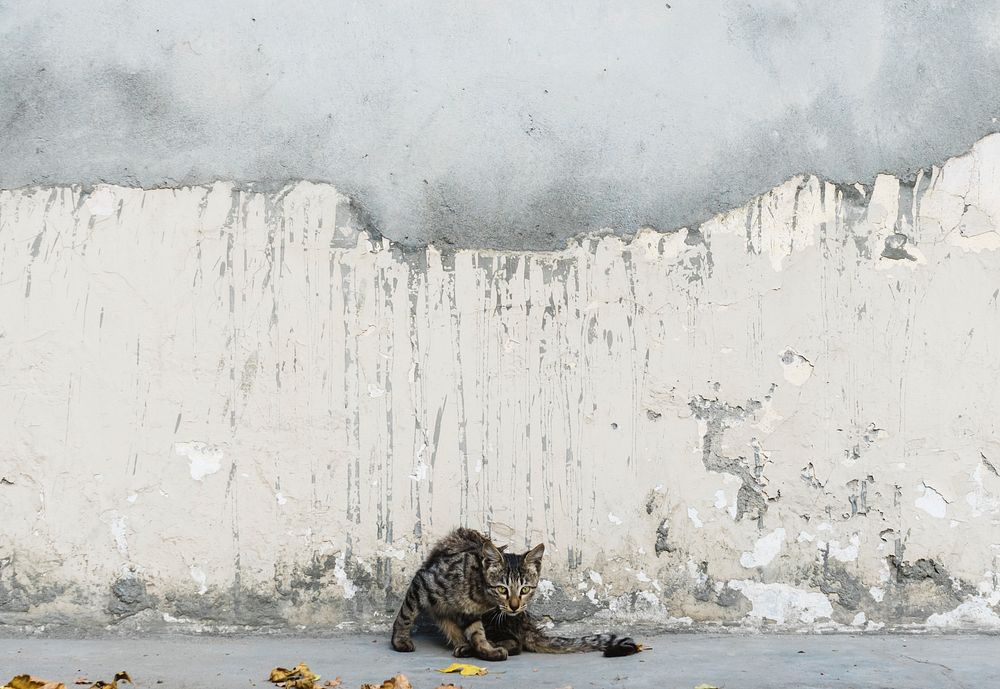 Cute cat sitting in front of a grunge wall