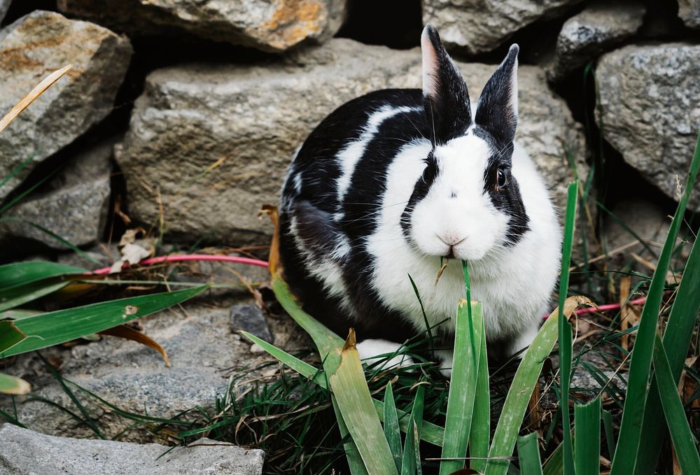 Cute furry rabbit eating grass